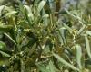Produttività dell’olivo e resa in olio spiegate dai parametri di fertilità del suolo – .