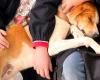 Relazione e proprietà di un cane, il corso dell’ASL di Livorno – .