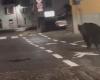 Il video dell’orso che passeggia per le strade di Malè in Trentino preoccupa l’amministrazione: “È un pericolo”