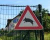 Incidenti causati da animali, 14 episodi gravi in ​​Liguria in un anno – .