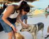 Fai socializzare i tuoi amici animali sulla spiaggia del lido di Campomarino – .