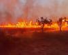 Incendio doloso alla Riserva Naturale Le Cesine, complice la crisi climatica – .
