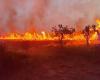 Un incendio doloso ha colpito la riserva naturale WWF Le Cesine a Lecce – .