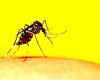 Caso di Dengue a Certaldo – .
